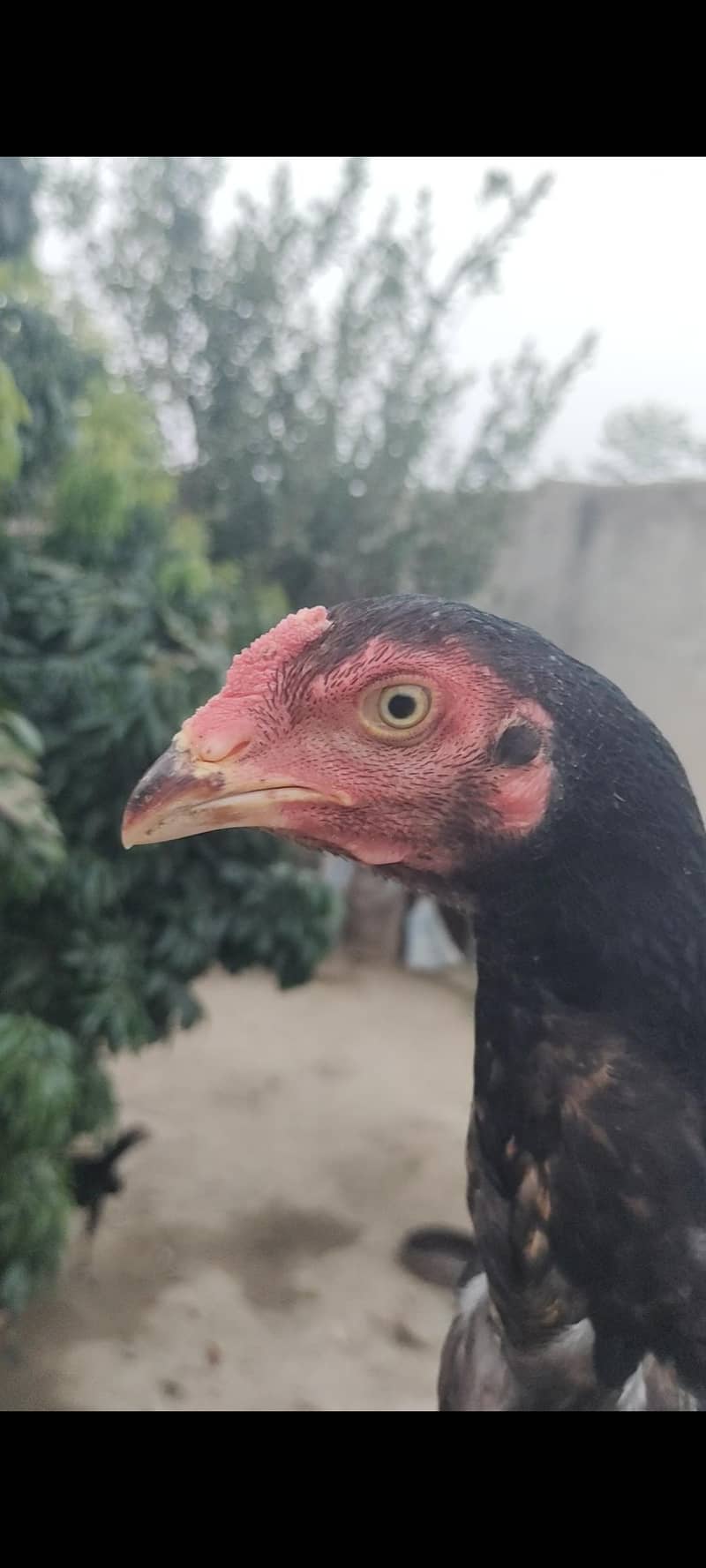 Rampuri 7