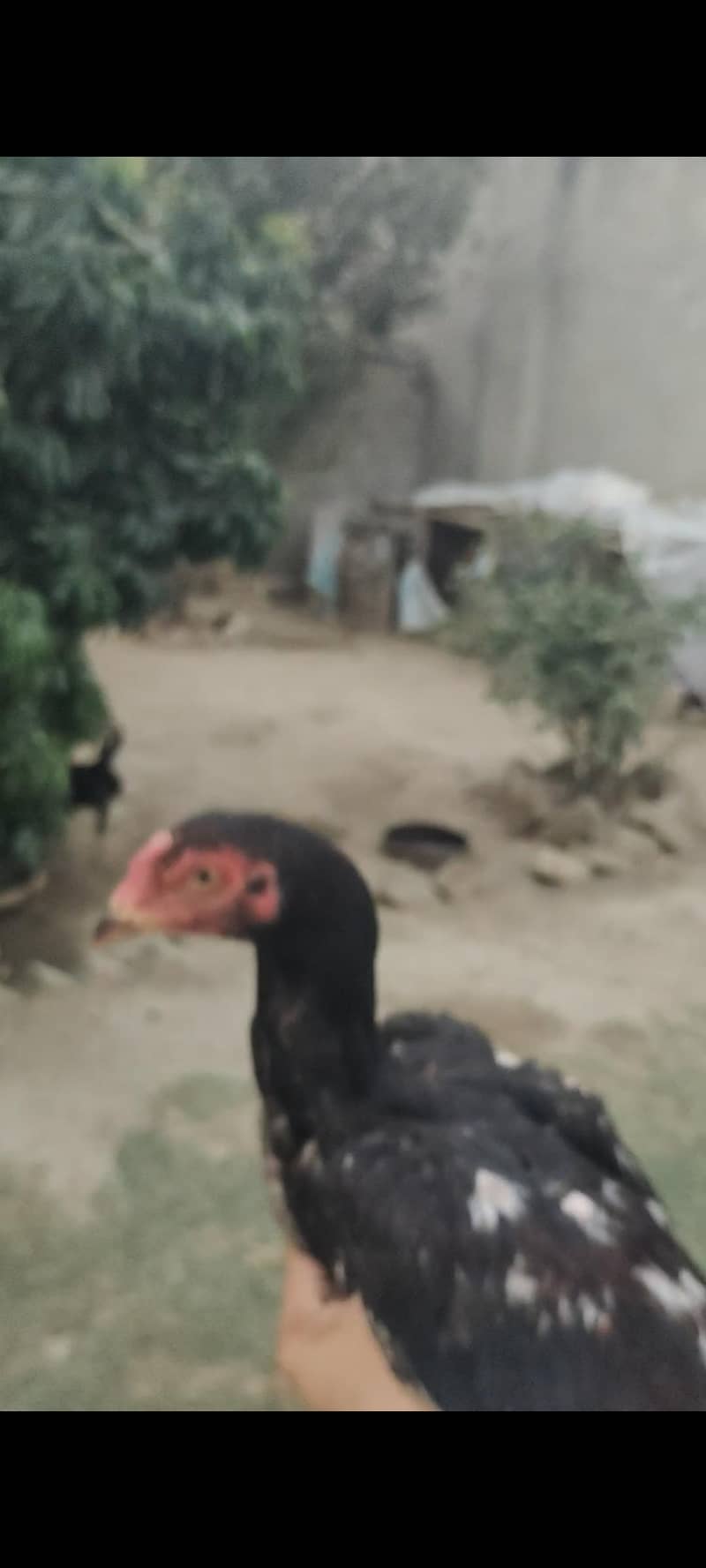 Rampuri 9