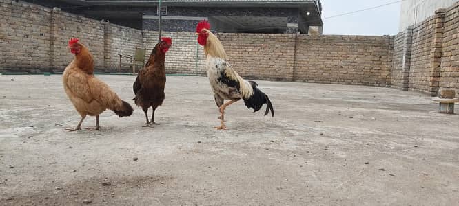 2 female and 1 male