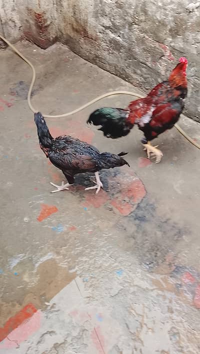 pair ha aseel mianwali ka best breed#aseel