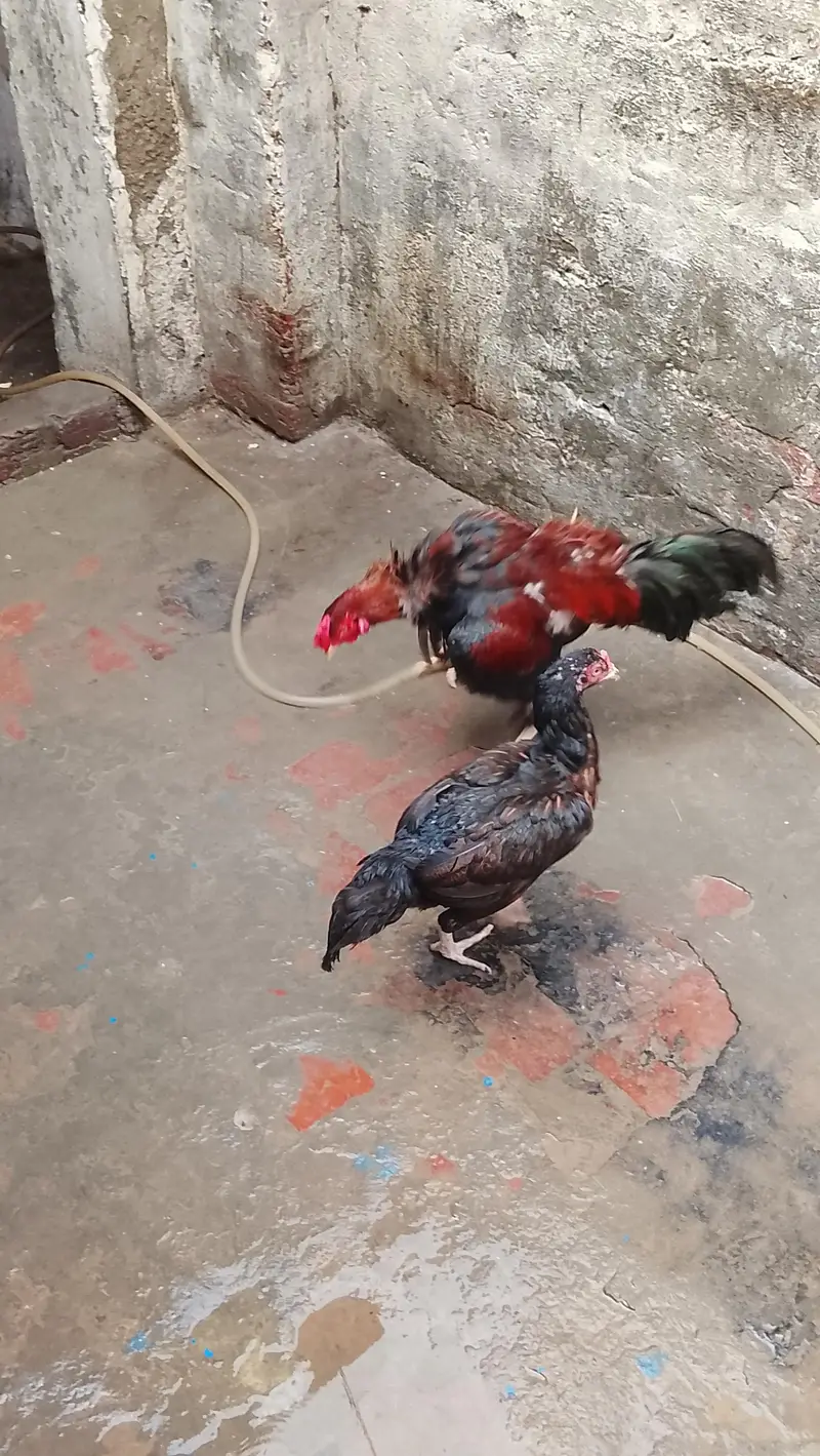 pair ha aseel mianwali ka best breed#aseel — photo 2