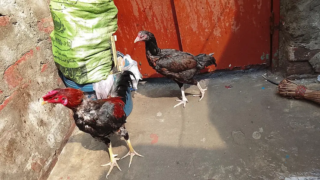 pair ha aseel mianwali ka best breed#aseel — photo 4