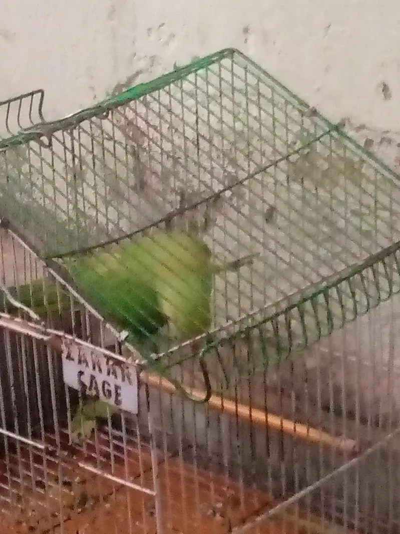 female ha — photo 2