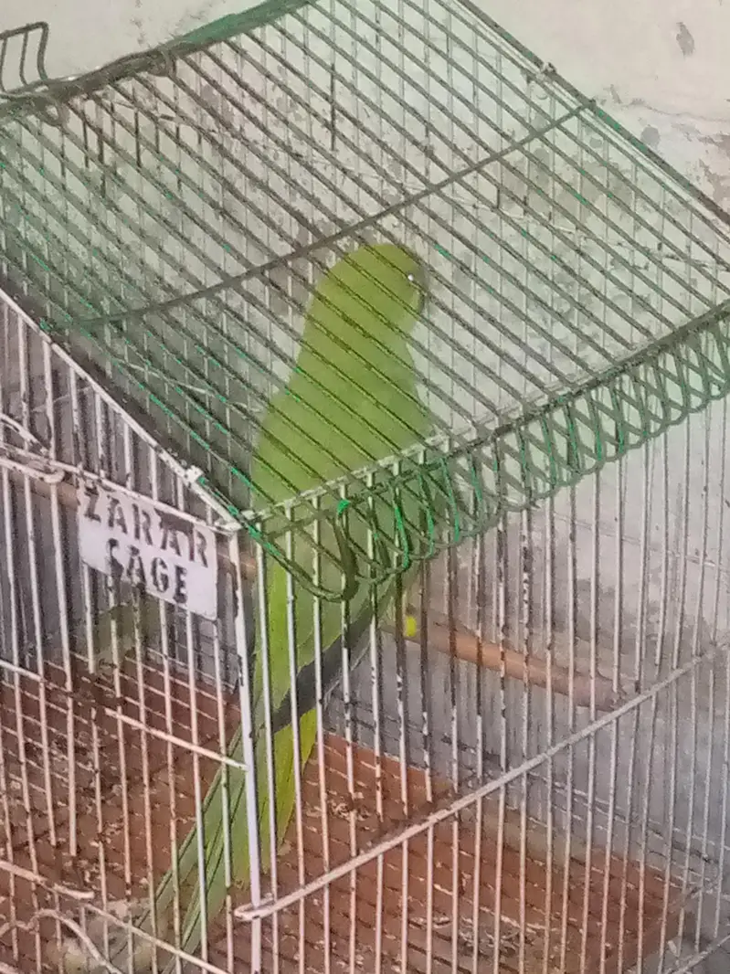 female ha — photo 3