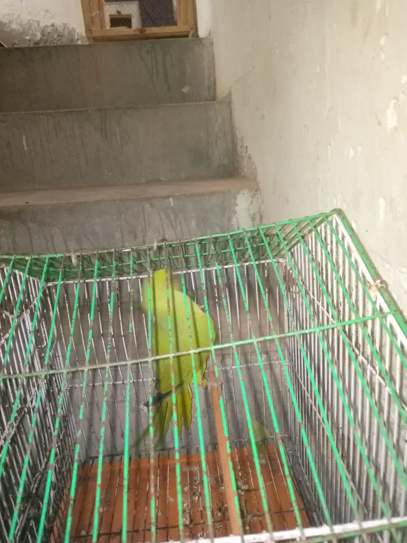 female ha — photo 4