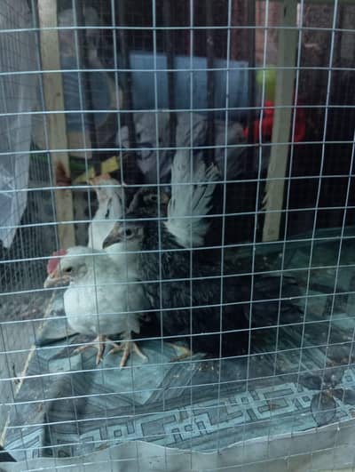 japanese black tail 2 pairs