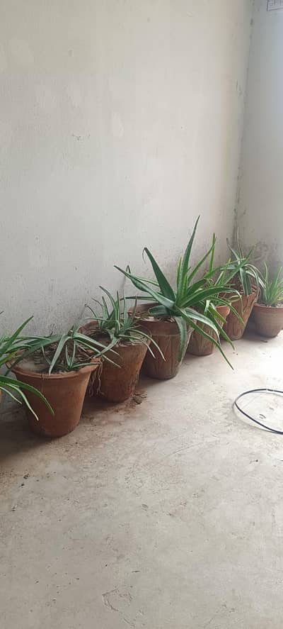 Alovera plants