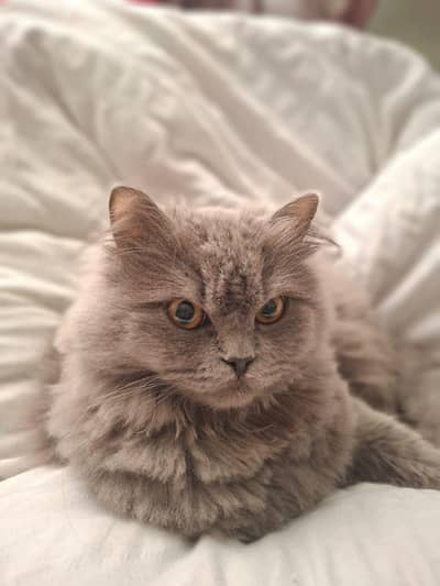 female persian cat