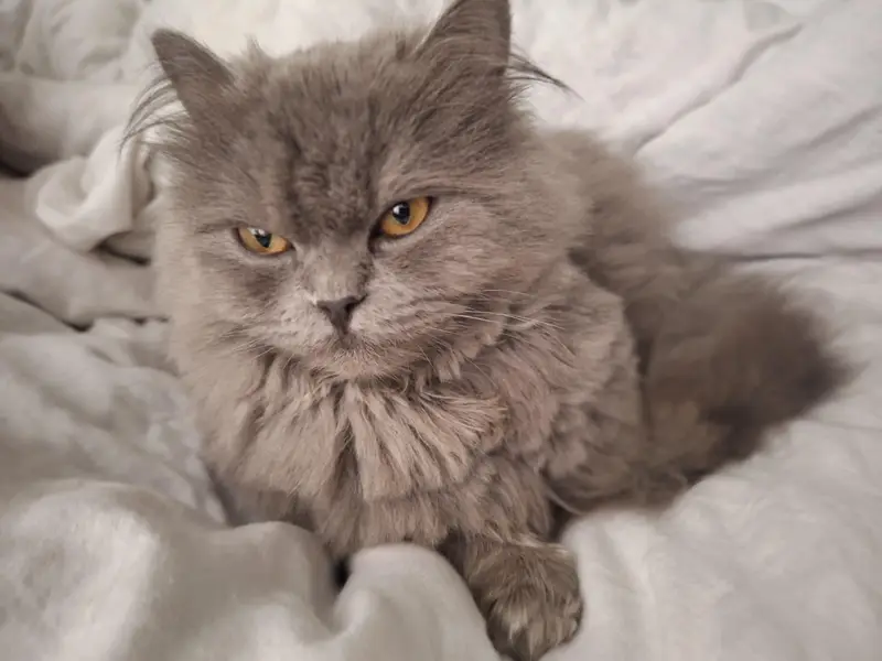 female persian cat — photo 2