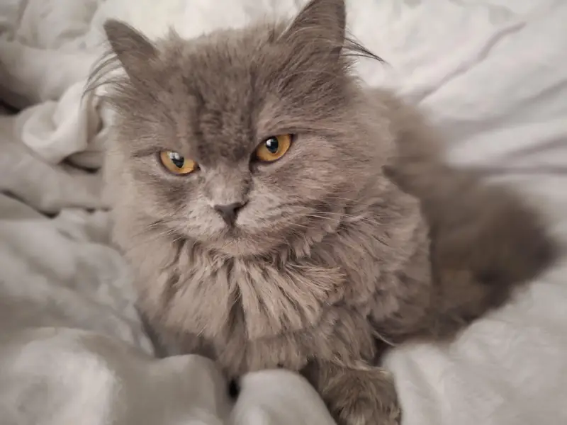 female persian cat — photo 3