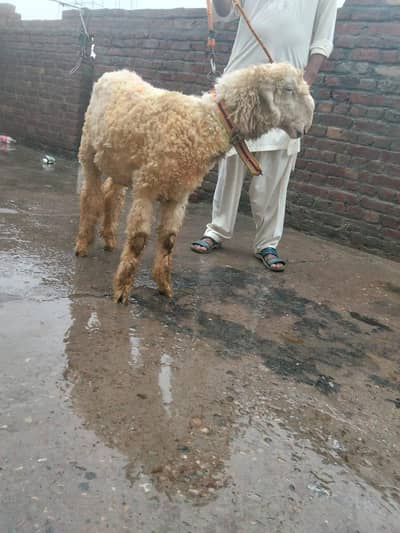 mudra double haddi wala Lala
