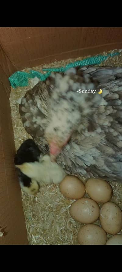 ASEEL MURGI FOR SALE IN LAHORE (KURAK BHI HOTI HA) 03086707442