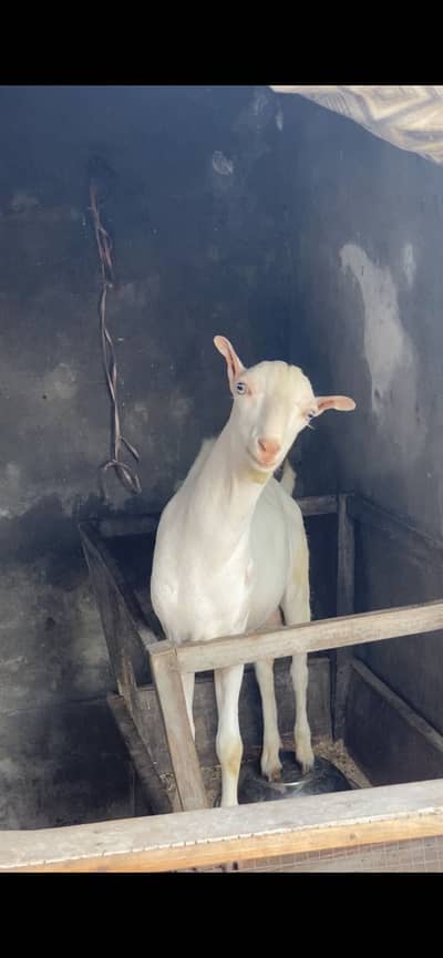 Tedda bakra
