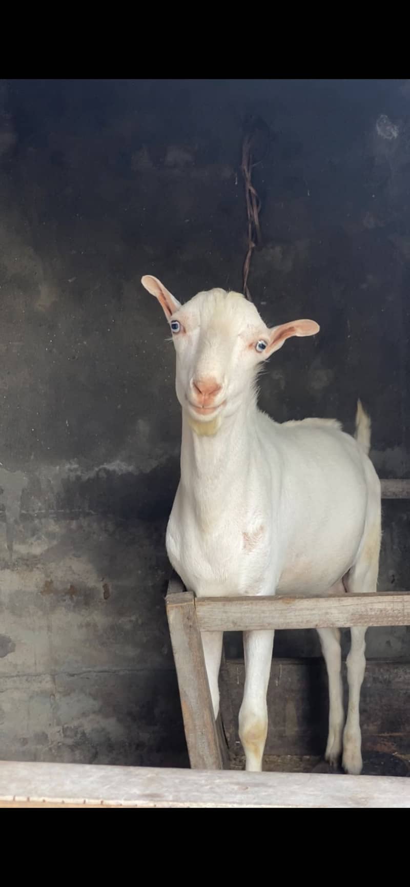 Tedda bakra 1