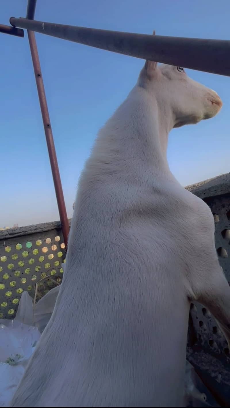 Tedda bakra 3