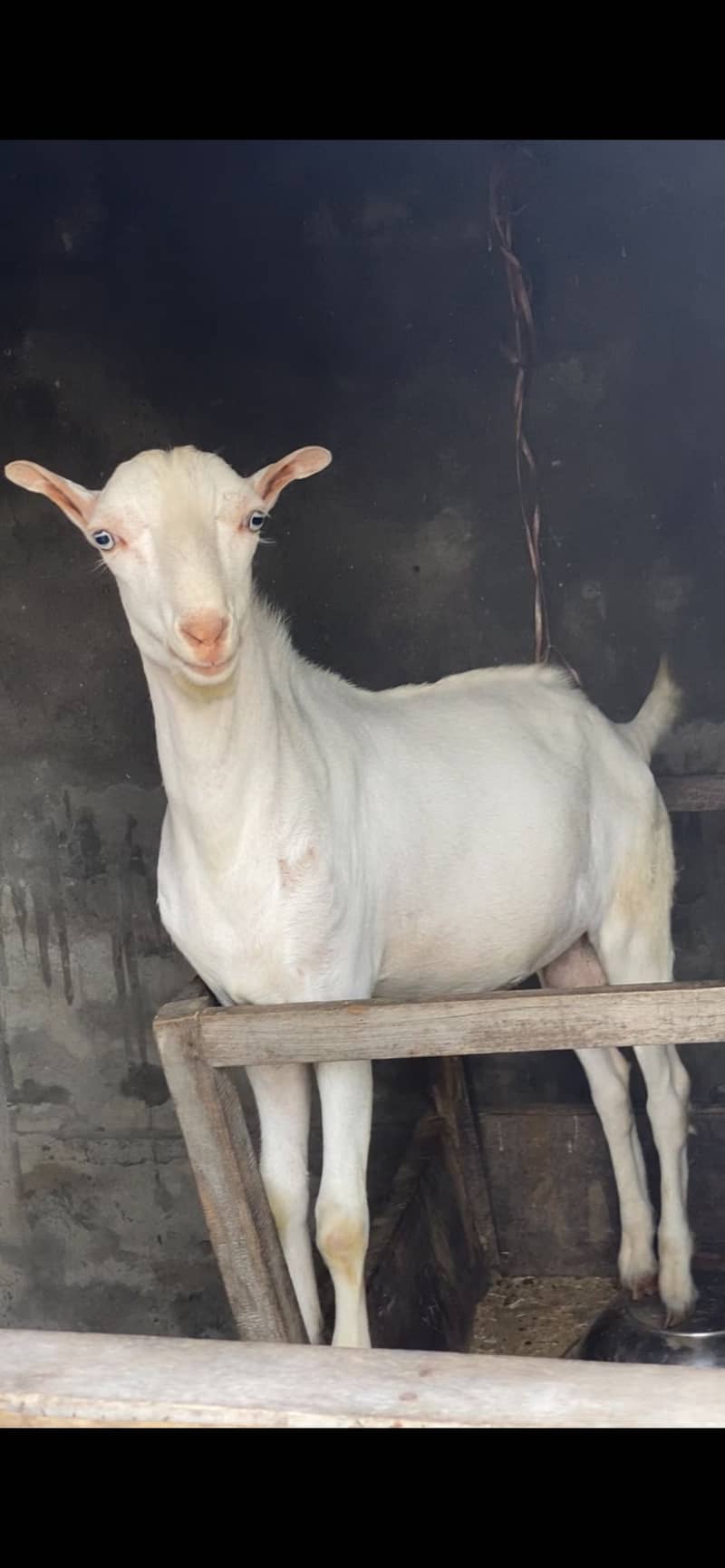 Tedda bakra 4