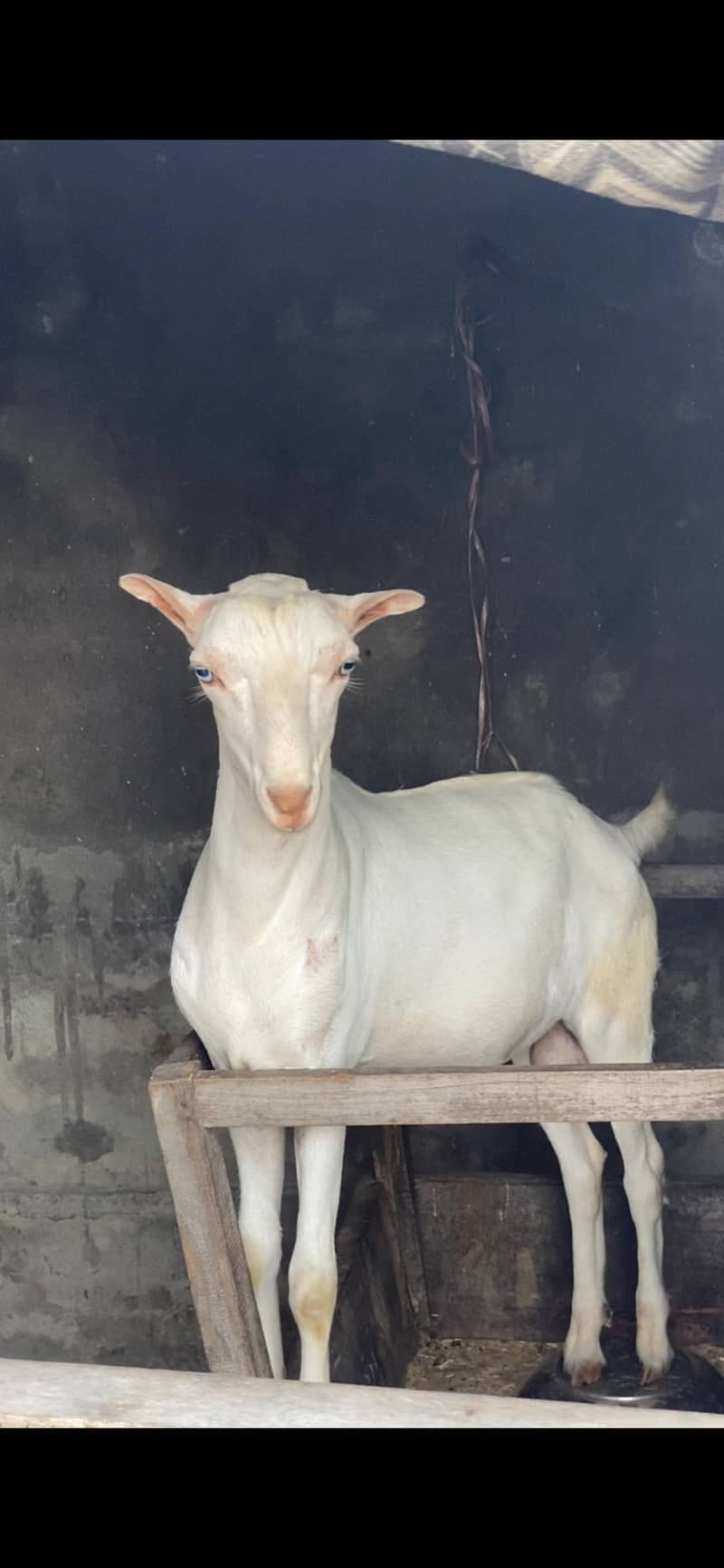 Tedda bakra 6