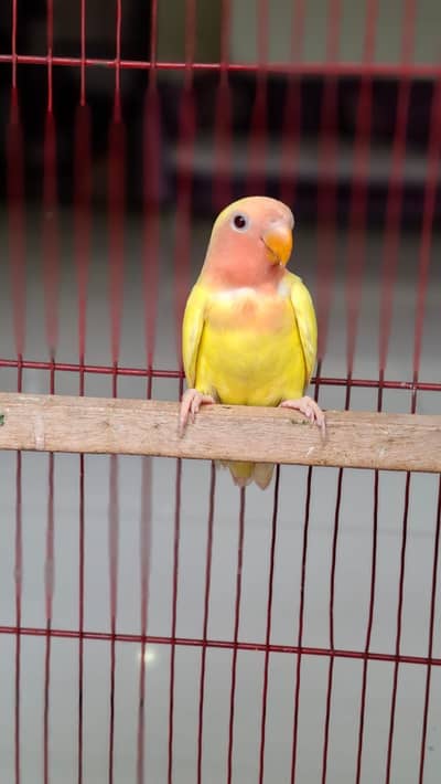 ⁠Home Raised Lutino Red Eye Lovebird Chick (2 Months Old)⁠