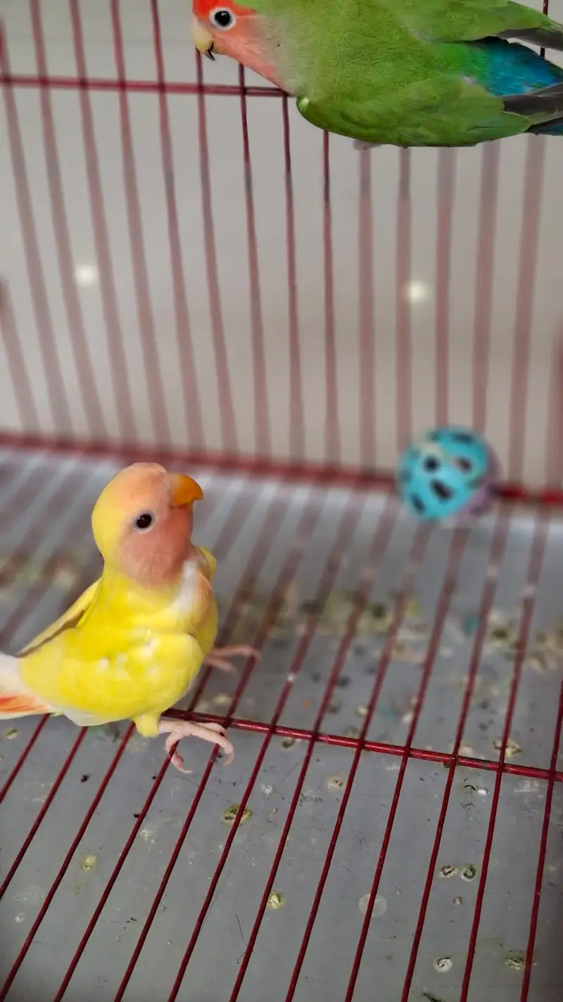 ⁠Home Raised Lutino Red Eye Lovebird Chick (2 Months Old)⁠ — photo 2