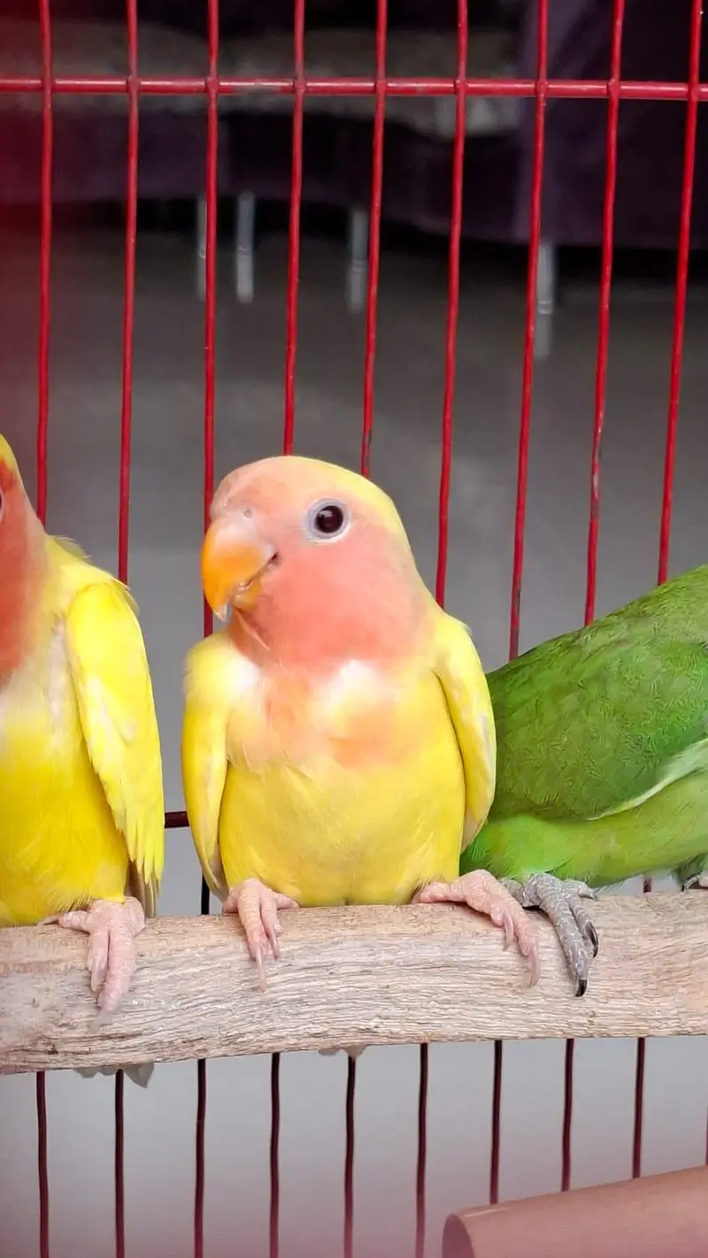 ⁠Home Raised Lutino Red Eye Lovebird Chick (2 Months Old)⁠ — photo 3