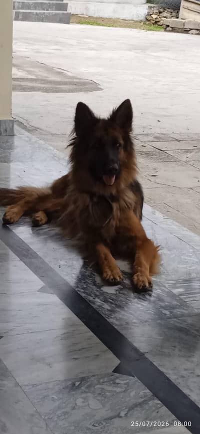 German Shepherd Female - 17 Months