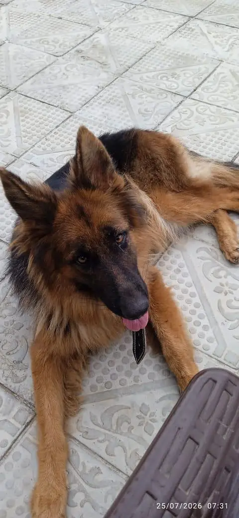 German Shepherd Female - 17 Months — photo 2
