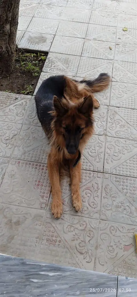 German Shepherd Female - 17 Months — photo 3