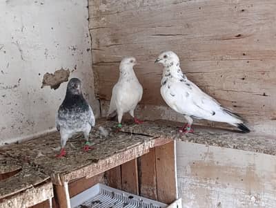 High Quality Kabootar for Sale – Breeding Guaranteed