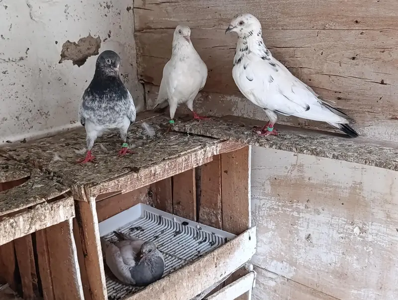 High Quality Kabootar for Sale – Breeding Guaranteed — photo 2
