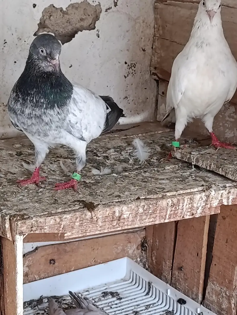 High Quality Kabootar for Sale – Breeding Guaranteed — photo 3