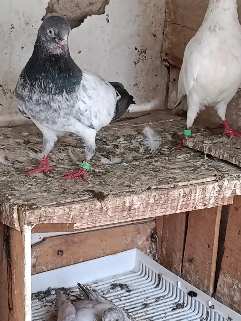 High Quality Kabootar for Sale – Breeding Guaranteed — photo 4