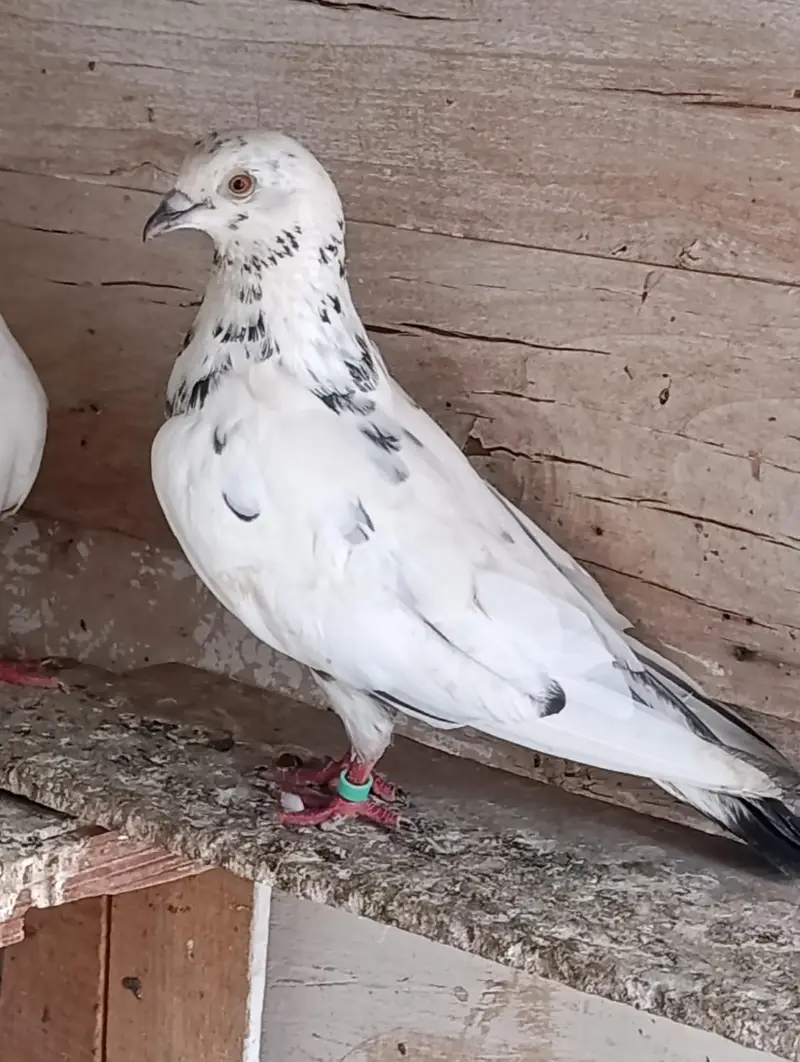 High Quality Kabootar for Sale – Breeding Guaranteed — photo 5