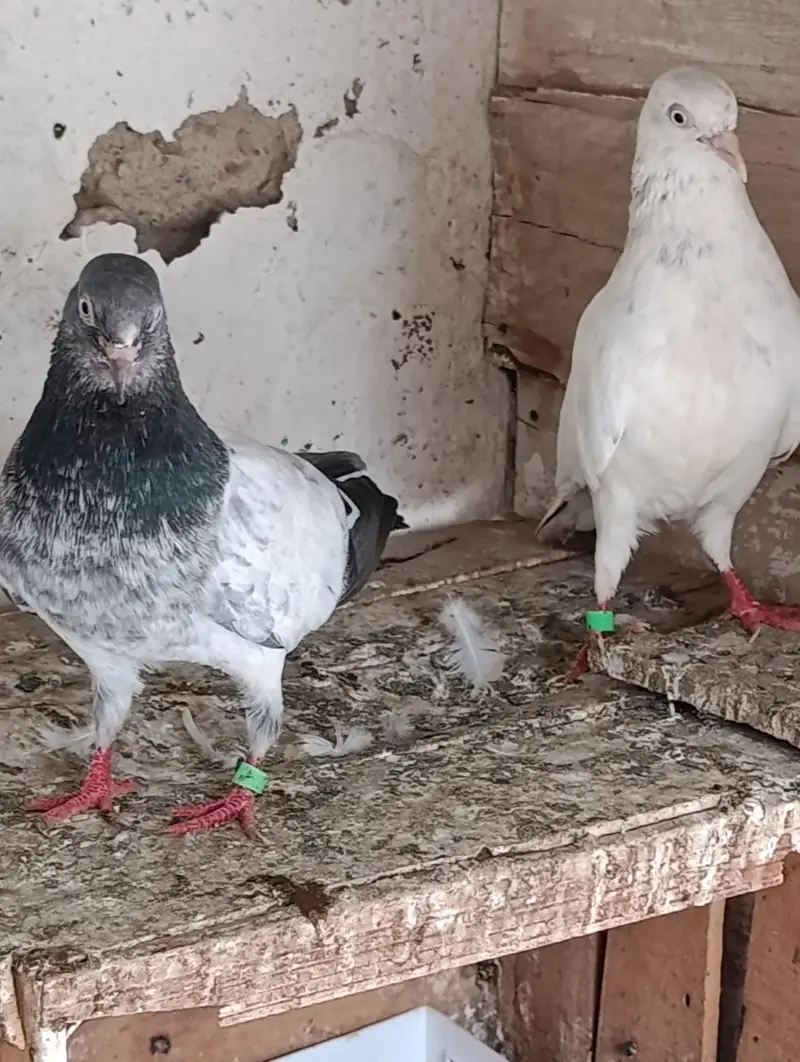 High Quality Kabootar for Sale – Breeding Guaranteed — photo 6