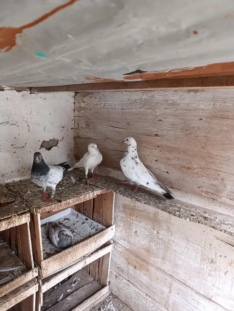 High Quality Kabootar for Sale – Breeding Guaranteed — photo 7