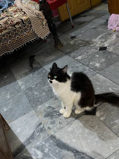 Domestic Longhair cat