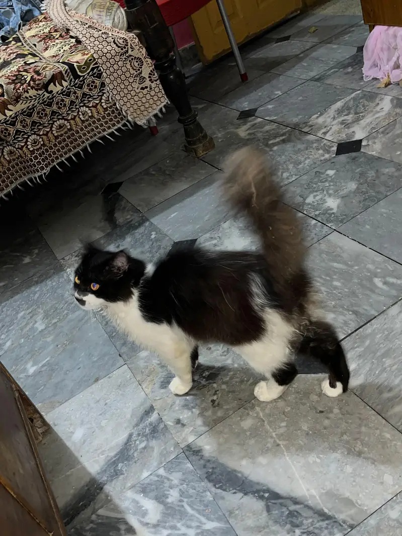 Domestic Longhair cat — photo 2