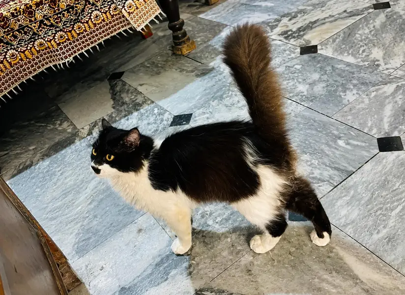 Domestic Longhair cat — photo 3