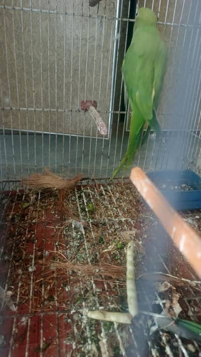 breeder female for sale hy