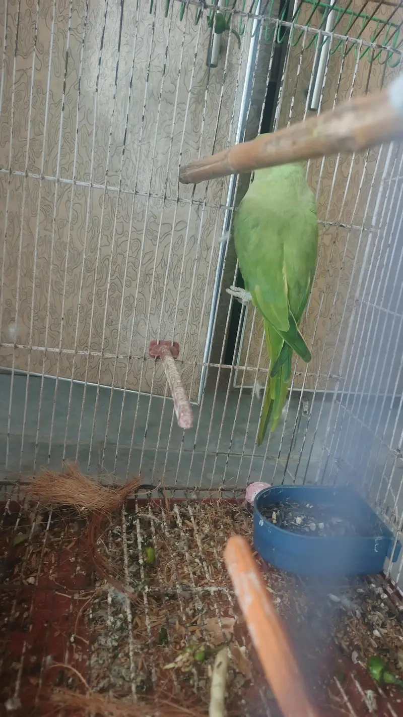 breeder female for sale hy — photo 2