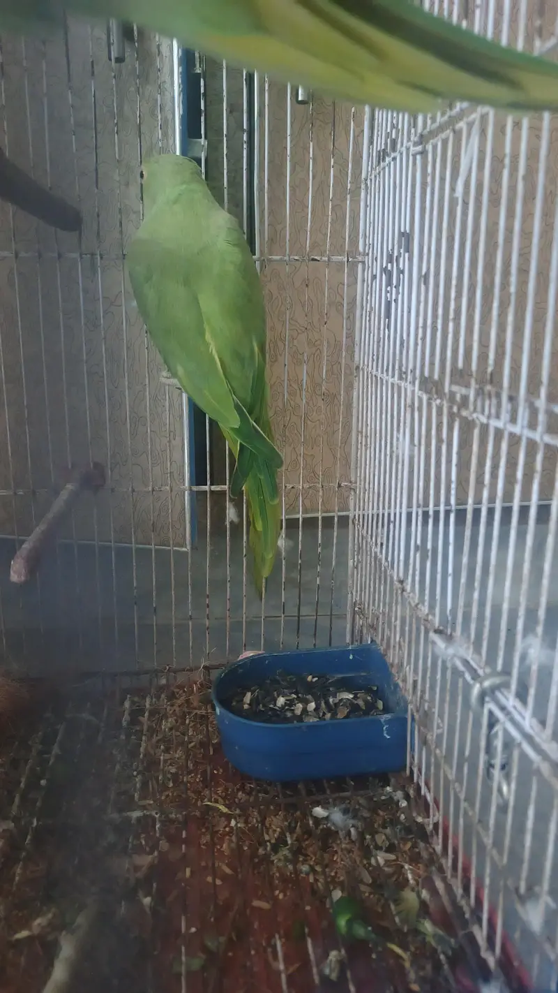 breeder female for sale hy — photo 3