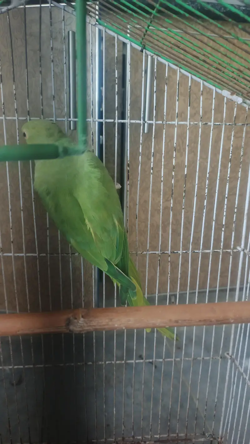 breeder female for sale hy — photo 4