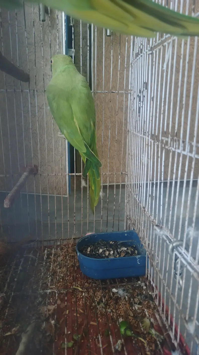 breeder female for sale hy — photo 5