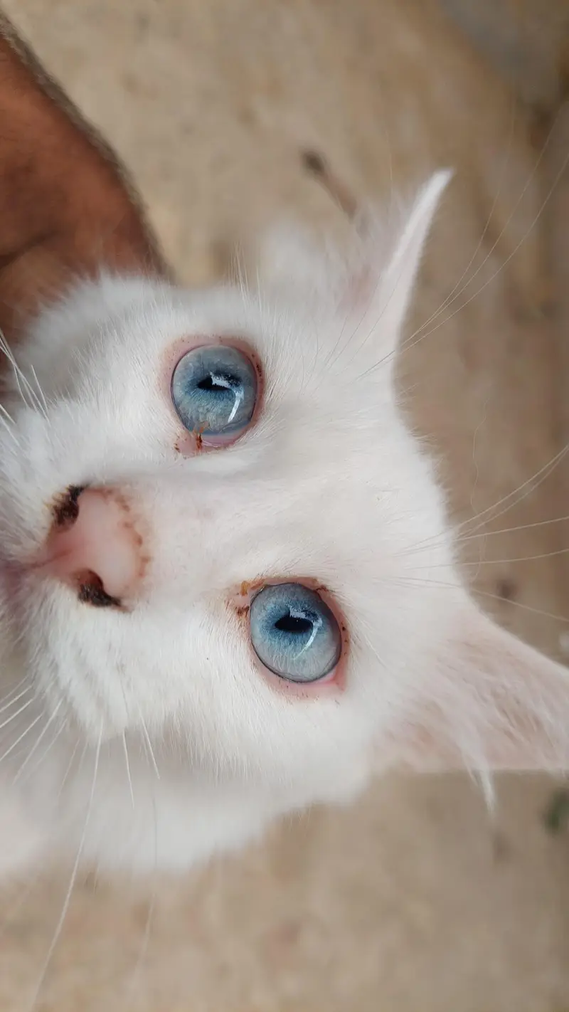 3 females with odd eyes — photo 6