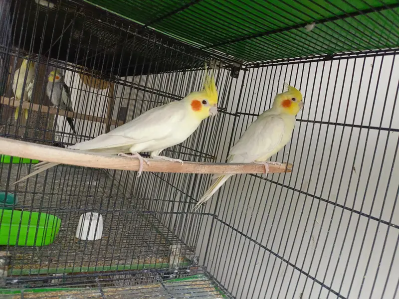 Cocktail setup Australian parrots for sale — photo 2