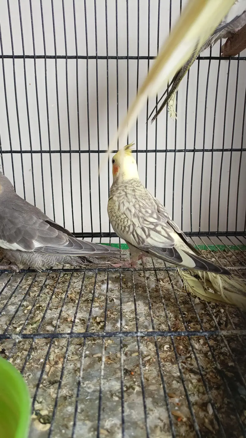 Cocktail setup Australian parrots for sale — photo 3