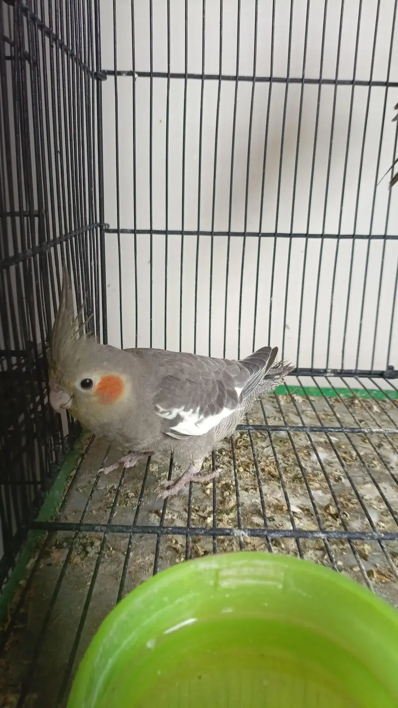 Cocktail setup Australian parrots for sale — photo 4