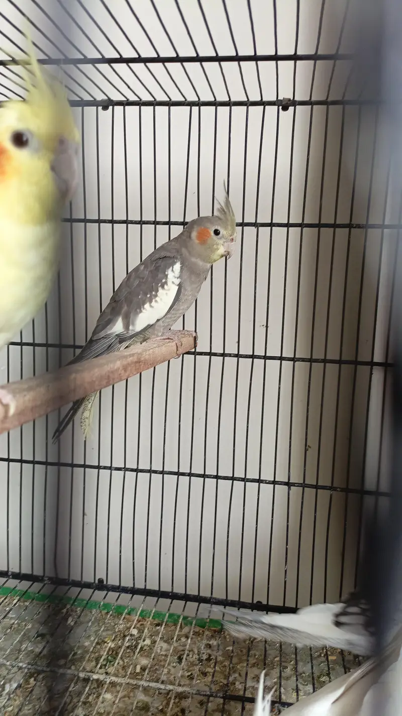 Cocktail setup Australian parrots for sale — photo 6