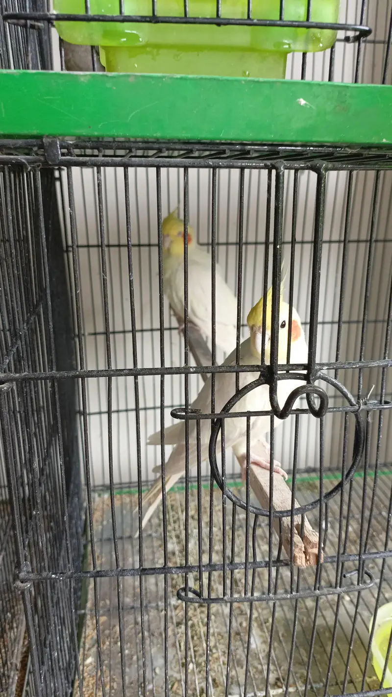 Cocktail setup Australian parrots for sale — photo 7
