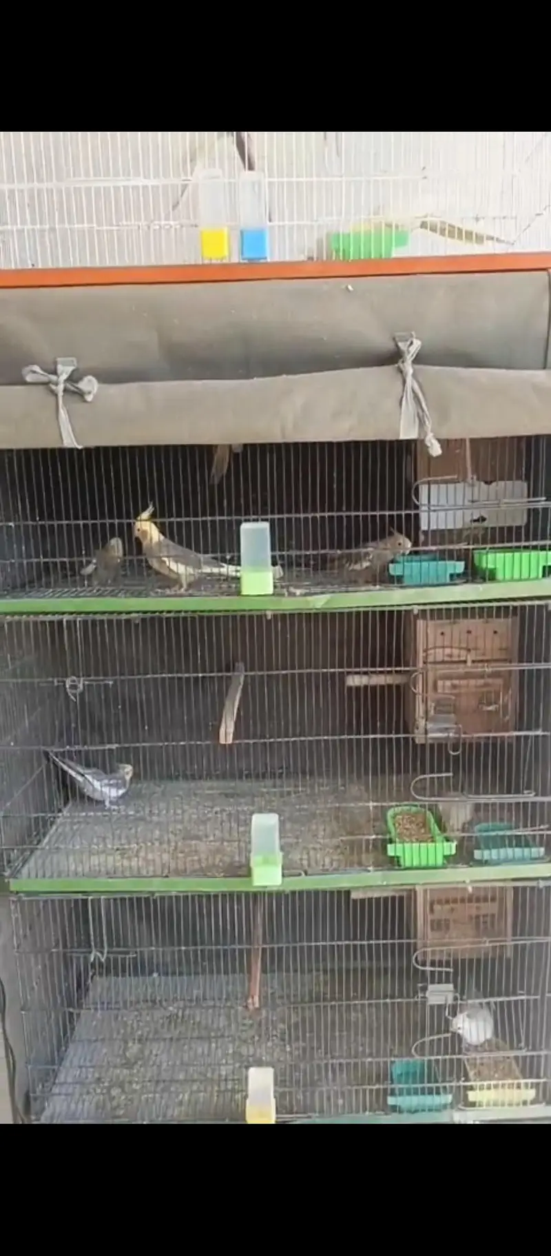 Cocktail setup Australian parrots for sale — photo 9