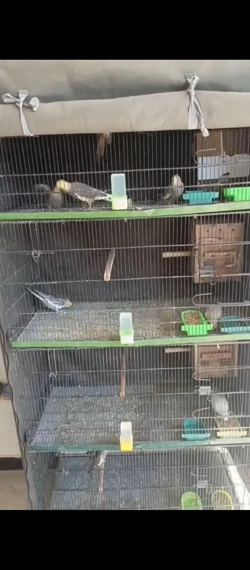 Cocktail setup Australian parrots for sale — photo 10